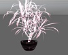 {P}RoseGold Plant