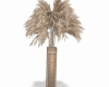 Pampas plants