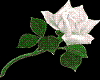 sticker of a white rose