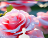 Pink rose background