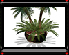 {*A} Potted Palms
