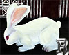 Rabbit White Animated