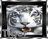*TR*Tiger Picture Framed