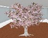 Z Hybrid Cherry Tree