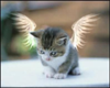 Angel Kitten