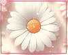 Cy 447 ~ Background