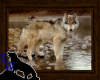 Wolf at Creekside