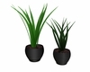 Black potted plants
