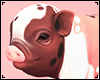 Cute Piggy