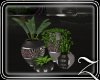 ~Z~Cherish Vases