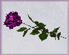 Purple Rose Valentines