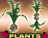 Reflective Fern Plants