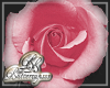 Pink Rose Bud Sticker