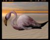 *Flamingo