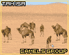 [T] Camels Group Desert