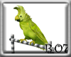 R07:ArabicDancing Parrot