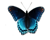 Animate Blue butterfly