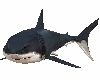 Pet Sharks x8