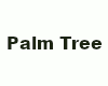 00 Palm Tree