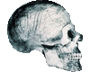 Right Facing Skull