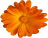 Autumn Flower(large)