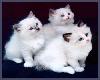 3 Cute white kittens