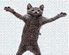 Grey Cat Dancing