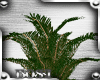 Plant Palma BOSSI