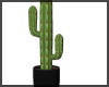 Cactus / Black Pot