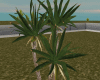 DER: Yucca Tree Plant