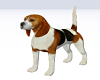 MI Beagle Dog