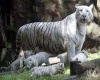 tiger & cubs