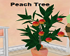 P & C Peach Tree