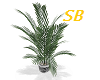 SB* Palm Plant ^L8