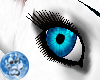 [S]Baby Blue Eye {F}