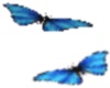 ANIMATED BLUE BUTTERFLYS