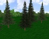 Pine Tree Forest V1