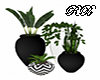 Alkali Plant pots