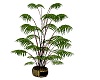 Regal Room Plant 1