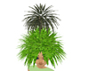 palm hat