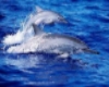 dolphine pic 4