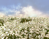 zZ Field White Poppies
