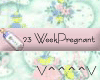 23 Weeks Pregnant (P)