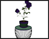 Purple Flowers / Table ~