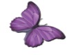 Alexandra's Butterflies