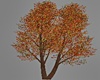 Autumn Beauty Tree