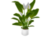 Spathiphyllum Spatifillo