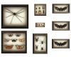Specimens Wall Display