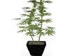 HYBRID 420 PLANT
