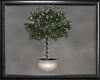 RB Potted Ficus Tree